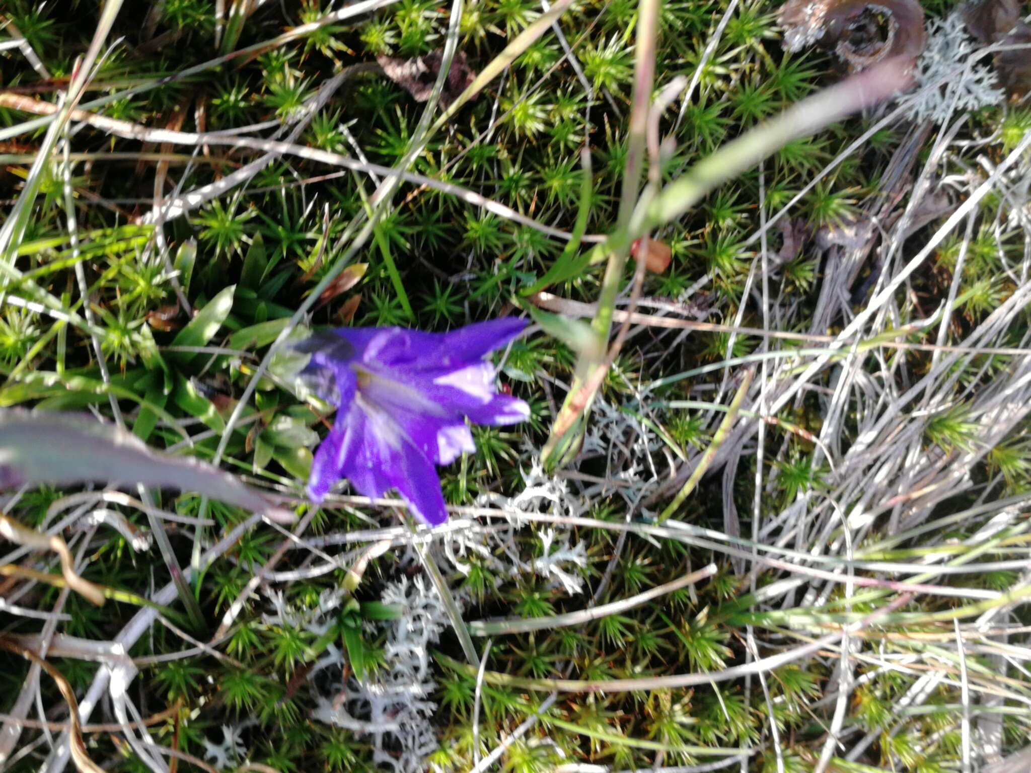 Image de Gentiana grandiflora Laxm.