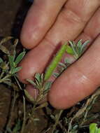 Image of Argyrolobium polyphyllum Eckl. & Zeyh.