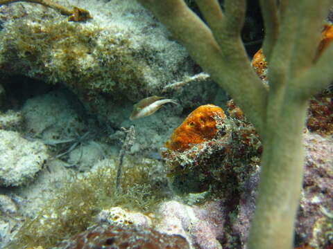 Image of Caribbean Sharpnose-puffer