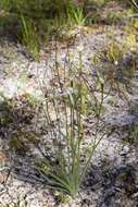 Image of Caladenia nobilis Hopper & A. P. Br.