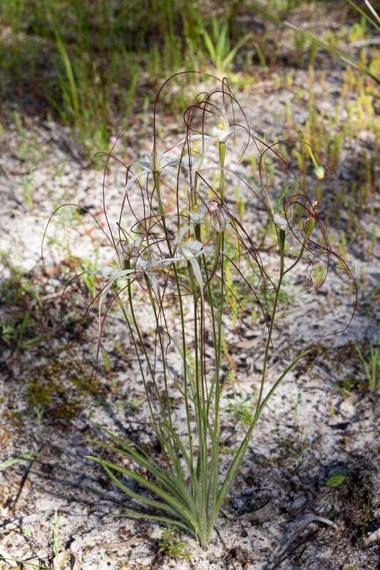 Image of Caladenia nobilis Hopper & A. P. Br.