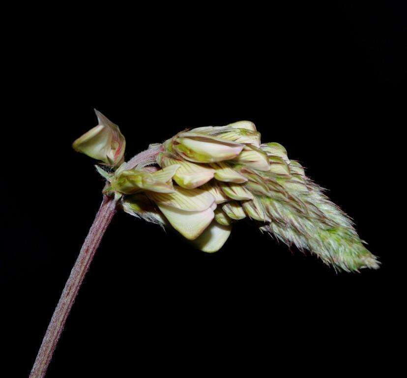 Слика од Onobrychis alba (Waldst. & Kit.) Desv.