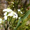 Image of Montinia caryophyllacea Thunb.