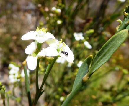 Image of Montinia caryophyllacea Thunb.