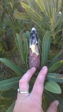 Image of Protea lepidocarpodendron (L.) L.