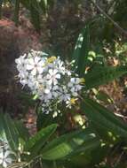 صورة Miconia bicolor (Mill.) Triana