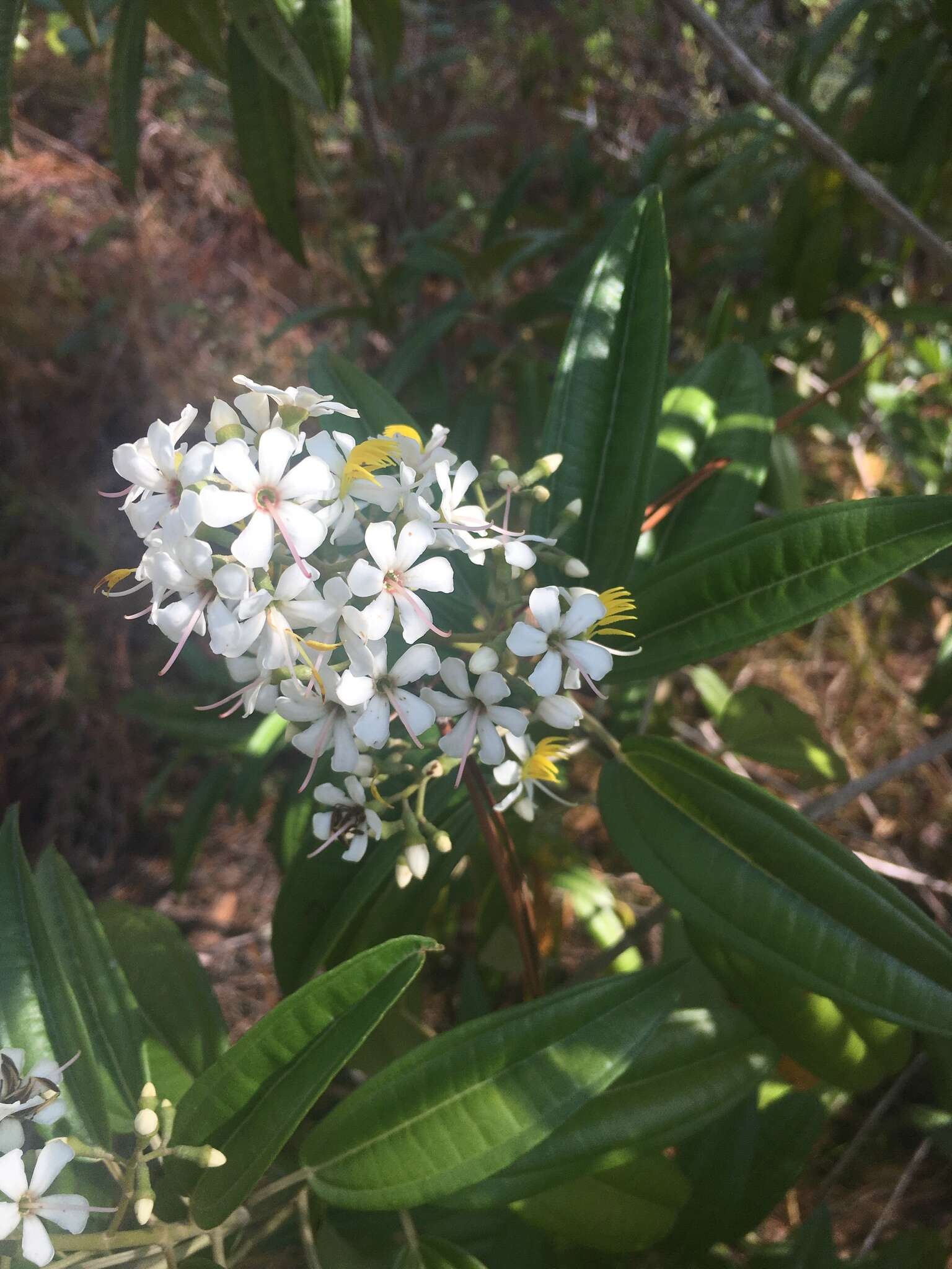 صورة Miconia bicolor (Mill.) Triana