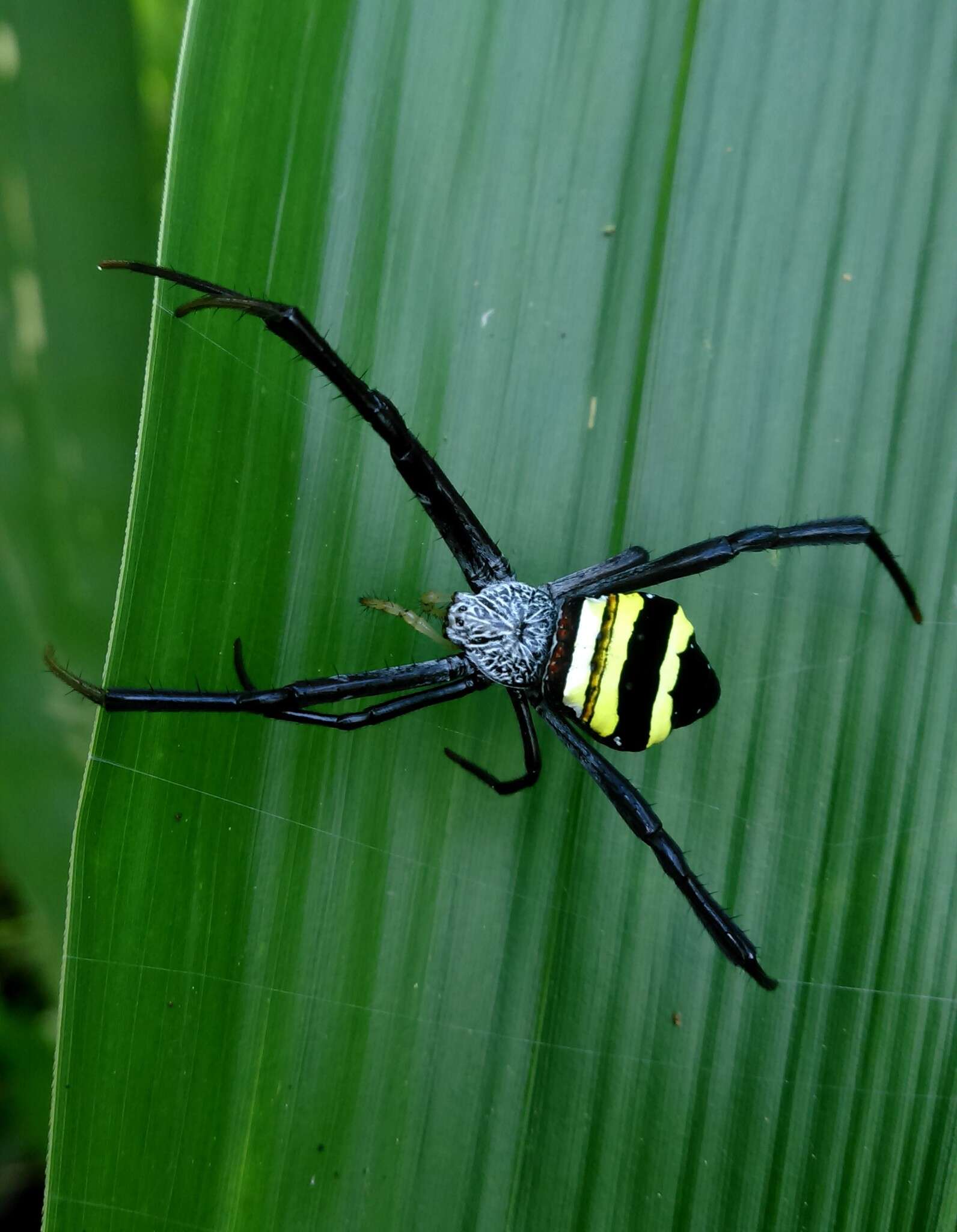 Image of Argiope caesarea Thorell 1897