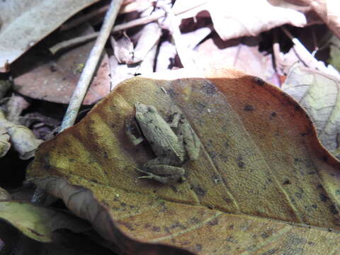 Image de Physalaemus gracilis (Boulenger 1883)