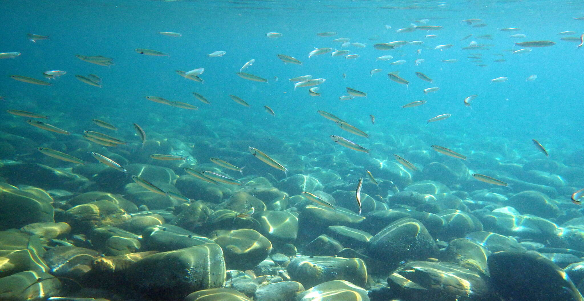 Image of Blue sardine