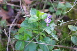 Image of Vinca major subsp. major