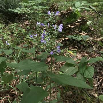 Image of hoary skullcap