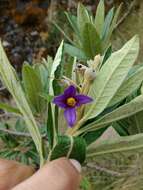 Image of Solanum stenophyllum Humb. & Bonpl. ex Dun.