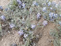 Image of Brewer's Lupine