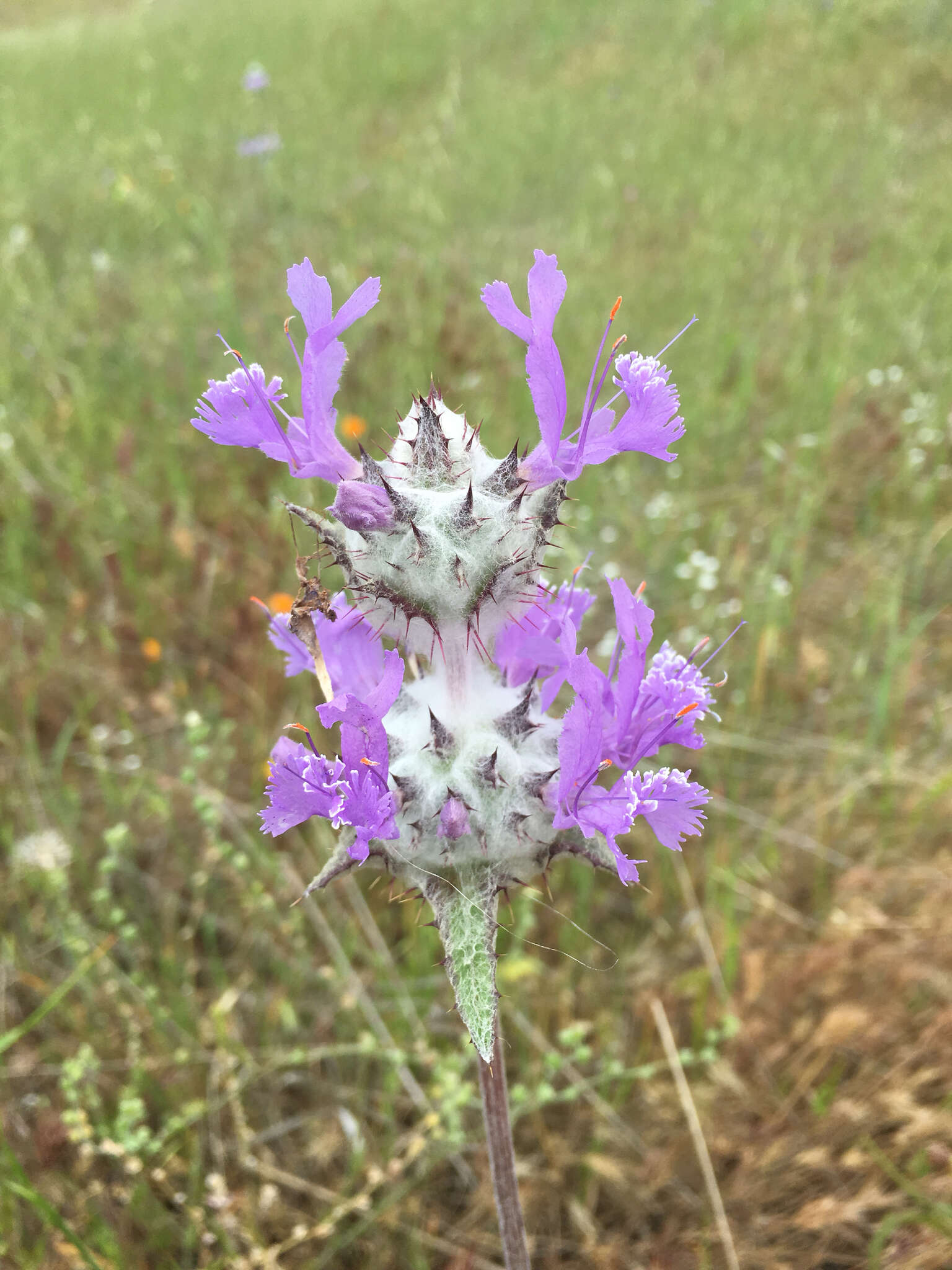 Image of thistle sage