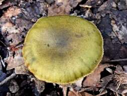 Image of Cortinarius austrovenetus Cleland 1928