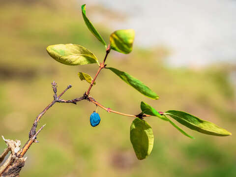 Image de Lonicera caerulea subsp. altaica (Pall.) Gladkova