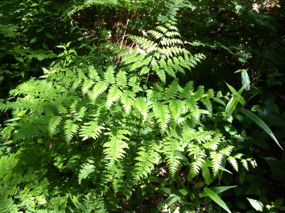 صورة Pteridium latiusculum subsp. latiusculum