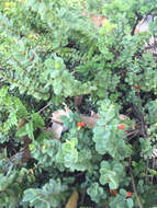 Image of hillside false ohelo