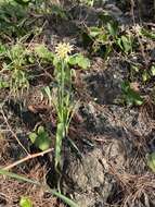 Image of Narcissus tazetta subsp. tazetta