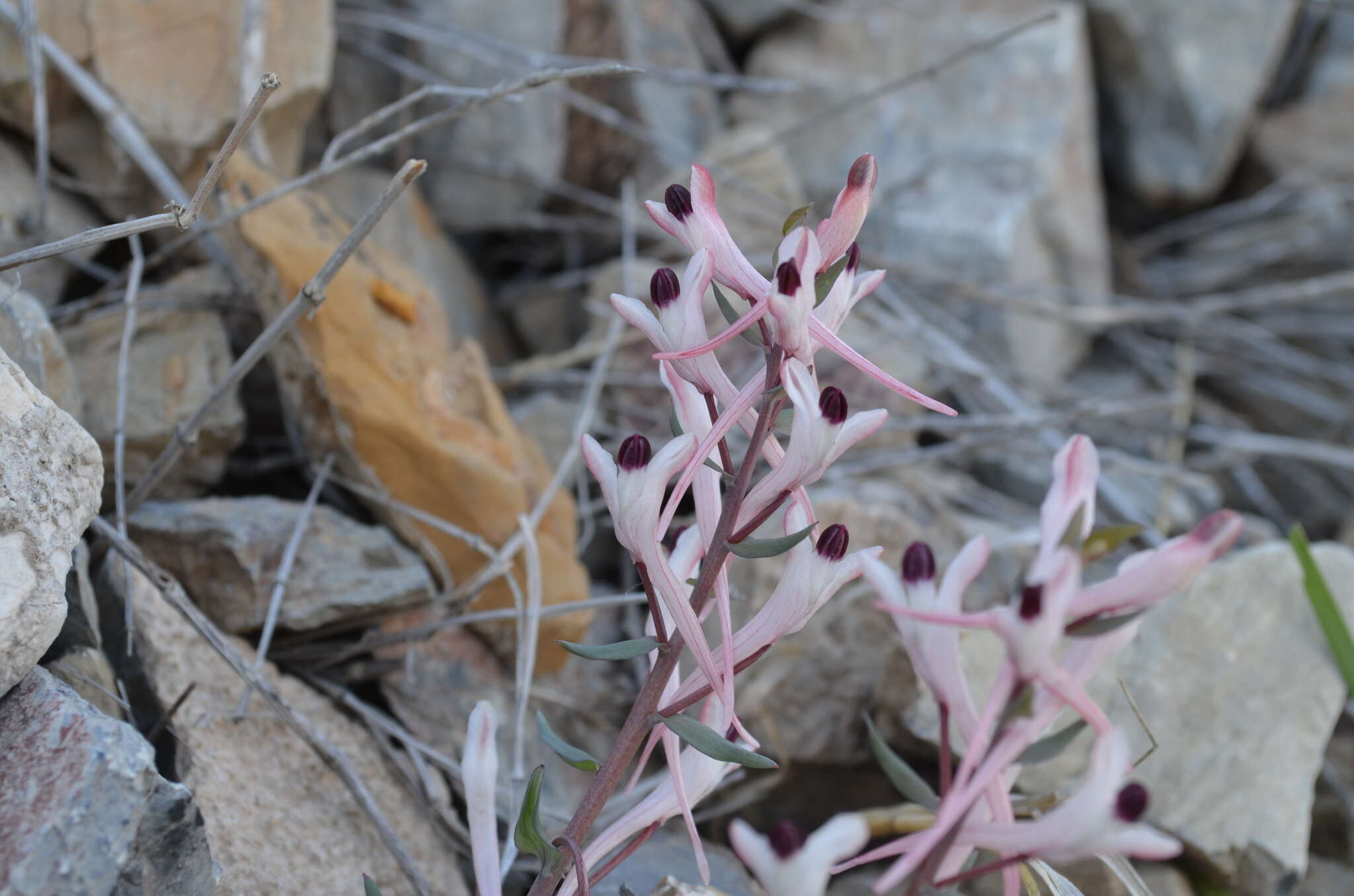 Image of Corydalis schanginii (Pall.) B. Fedtsch.