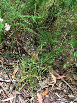 Image of Calamagrostis quadriseta (Labill.) Spreng.