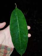 Image of Spachea