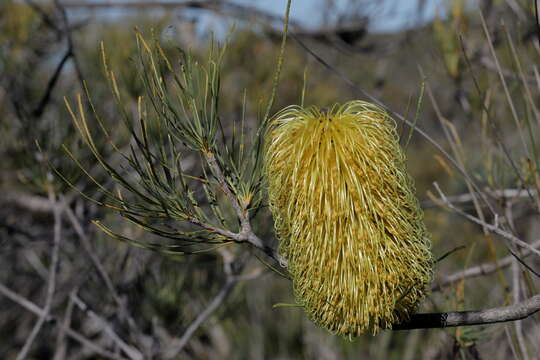 Image of Pine banksia