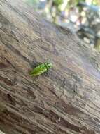 Image of Western Cedar Borer