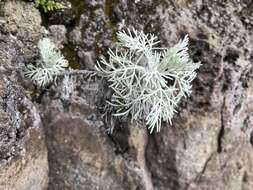 Imagem de Artemisia mauiensis (A. Gray) Skottsberg