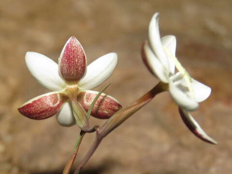 Image of Hesperantha falcata (L. fil.) Ker Gawl.