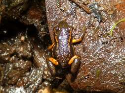 Image of Blue-bellied Poison Frog