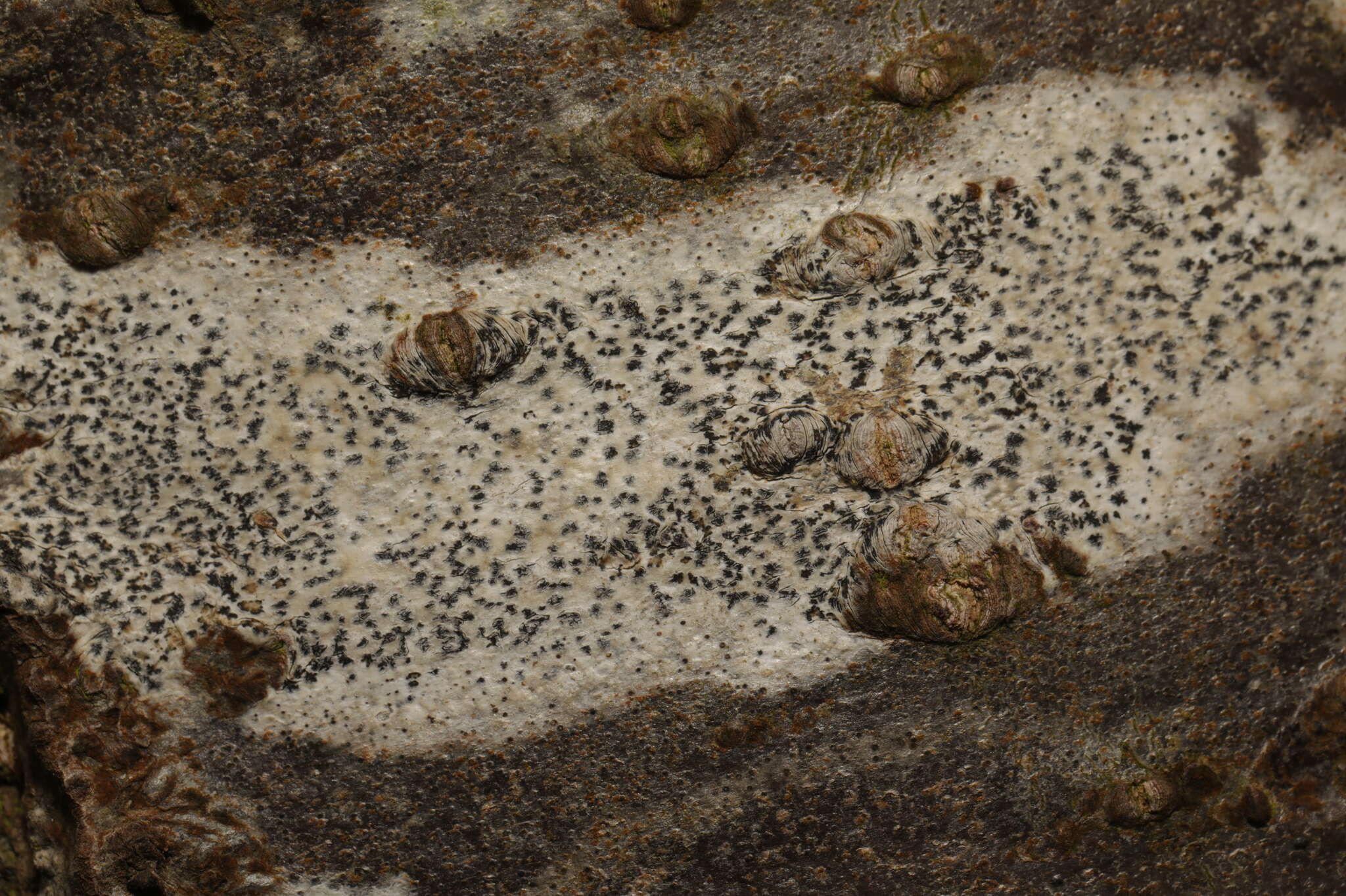 Image of dot lichen