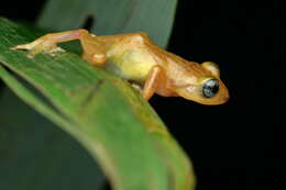 Image of Raorchestes uthamani Zachariah, Dinesh, Kunhikrishnan, Das, Raju, Radhakrishnan, Palot & Kalesh 2011