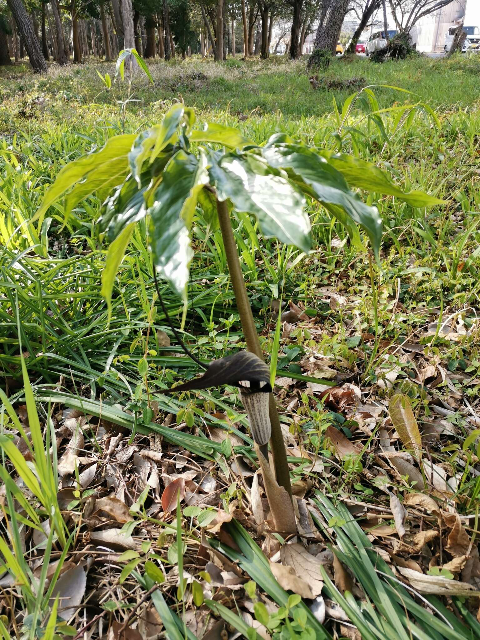 Image of Arisaema thunbergii subsp. urashima (H. Hara) H. Ohashi & J. Murata