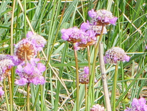 Image of Armeria maritima subsp. purpurea (W. D. J. Koch) Löve & Löve