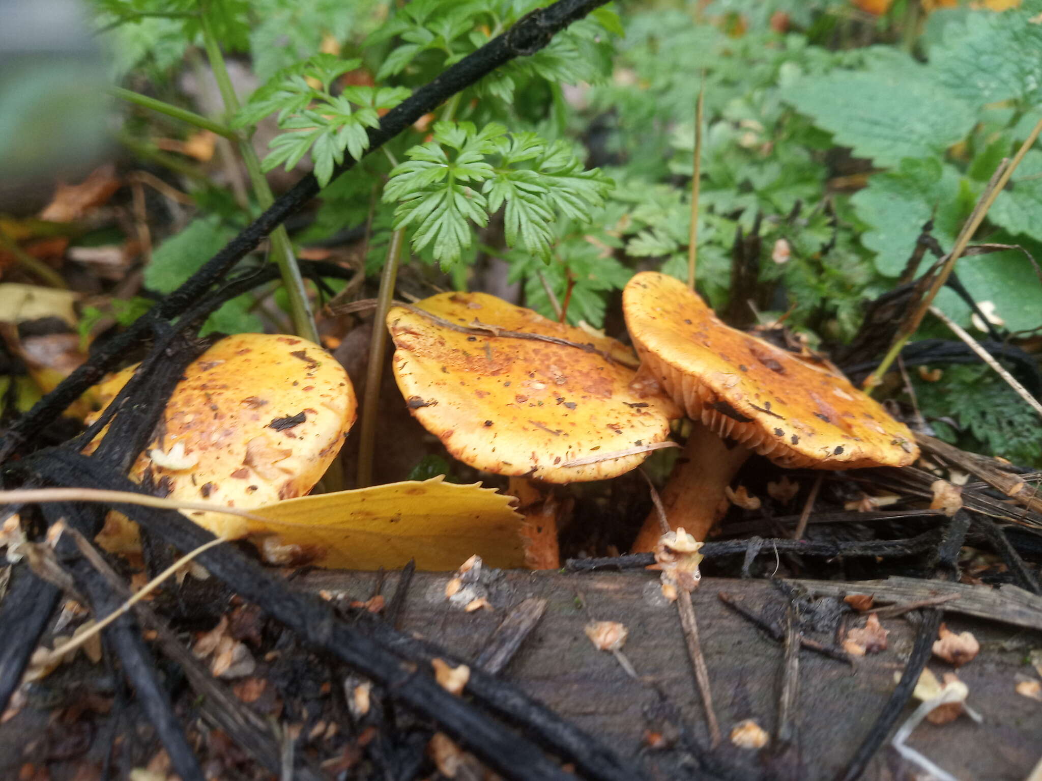 Image of Pholiota lucifera (Lasch) Quél. 1872