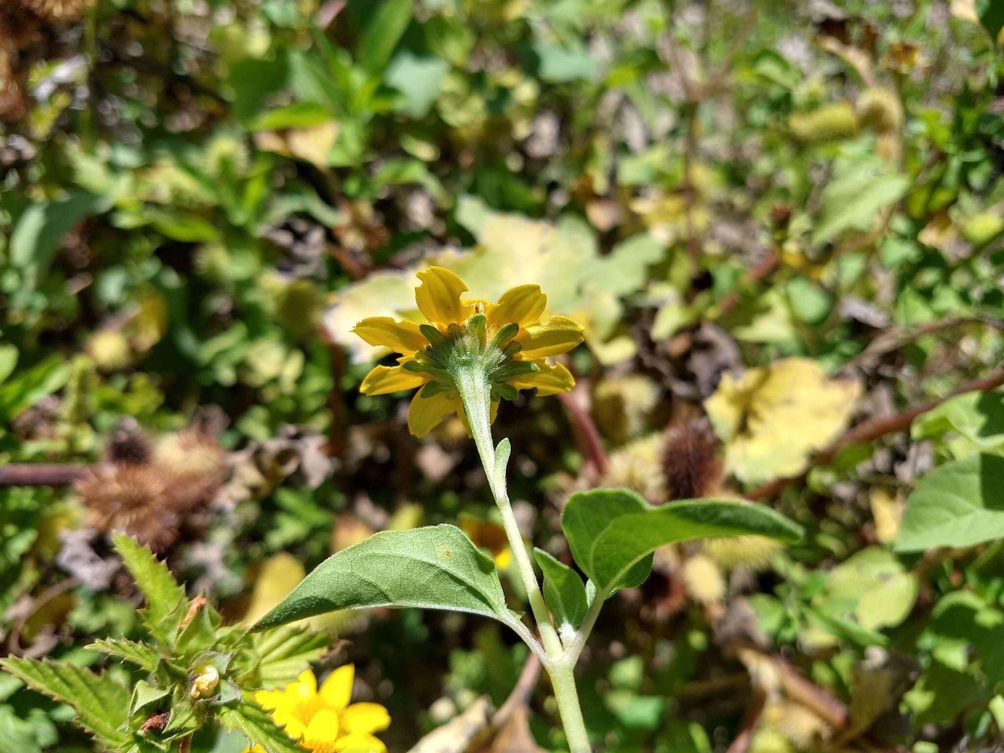 Image of Heliopsis annua Hemsl.