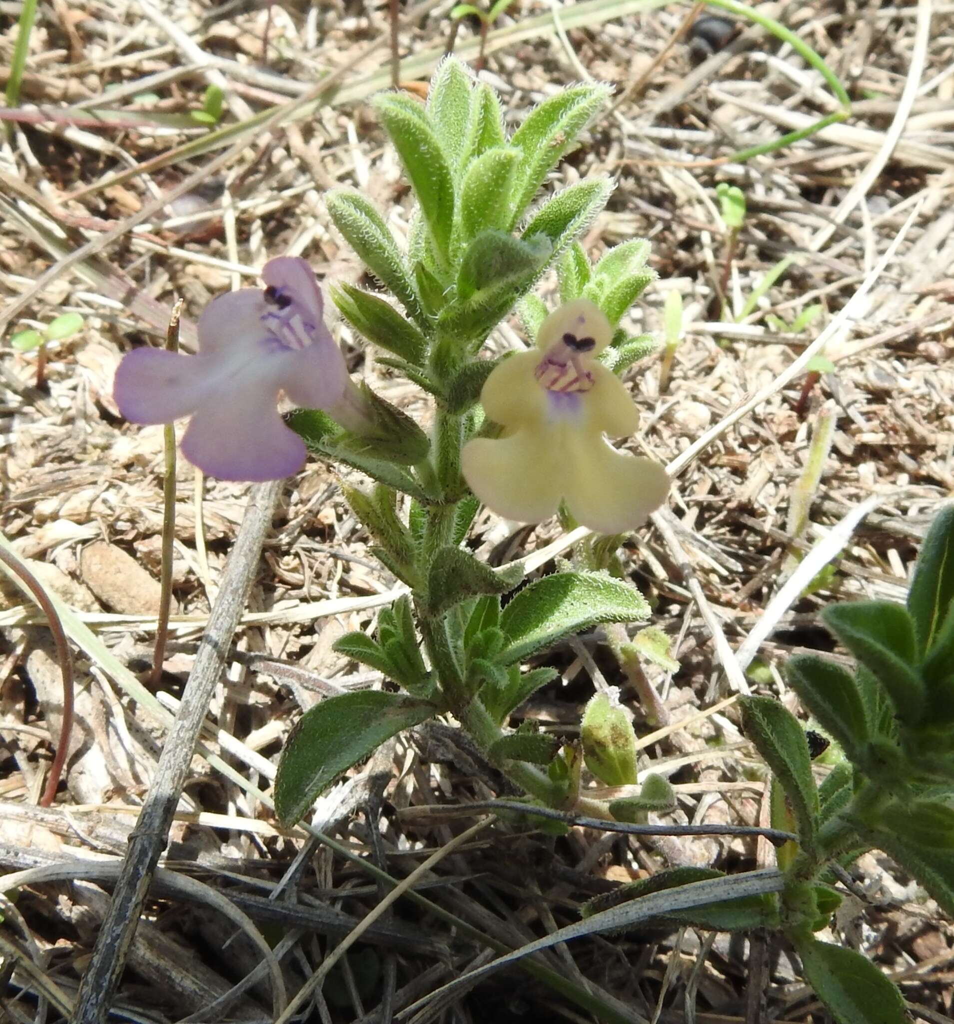 Imagem de Salvia axillaris Moc. & Sessé ex Benth.