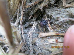 صورة Latrodectus katipo Powell 1871