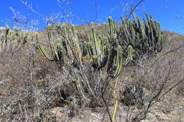 Image of Myrtillocactus schenckii (J. A. Purpus) Britton & Rose