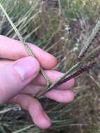 Image of tussock paspalum