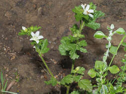 Image de Anisodontea biflora (Desr.) D. M. Bates