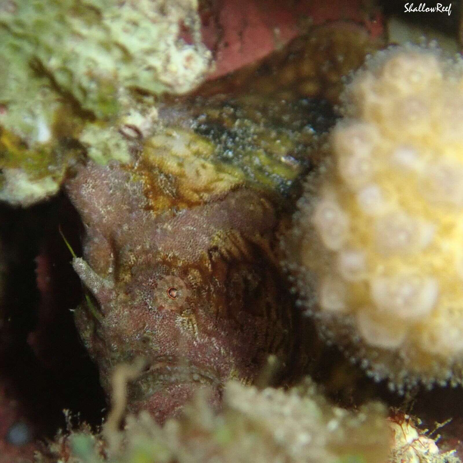 Image of Bandfin frogfish