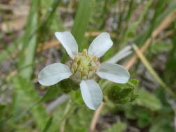 Image de Horkelia yadonii B. Ertter