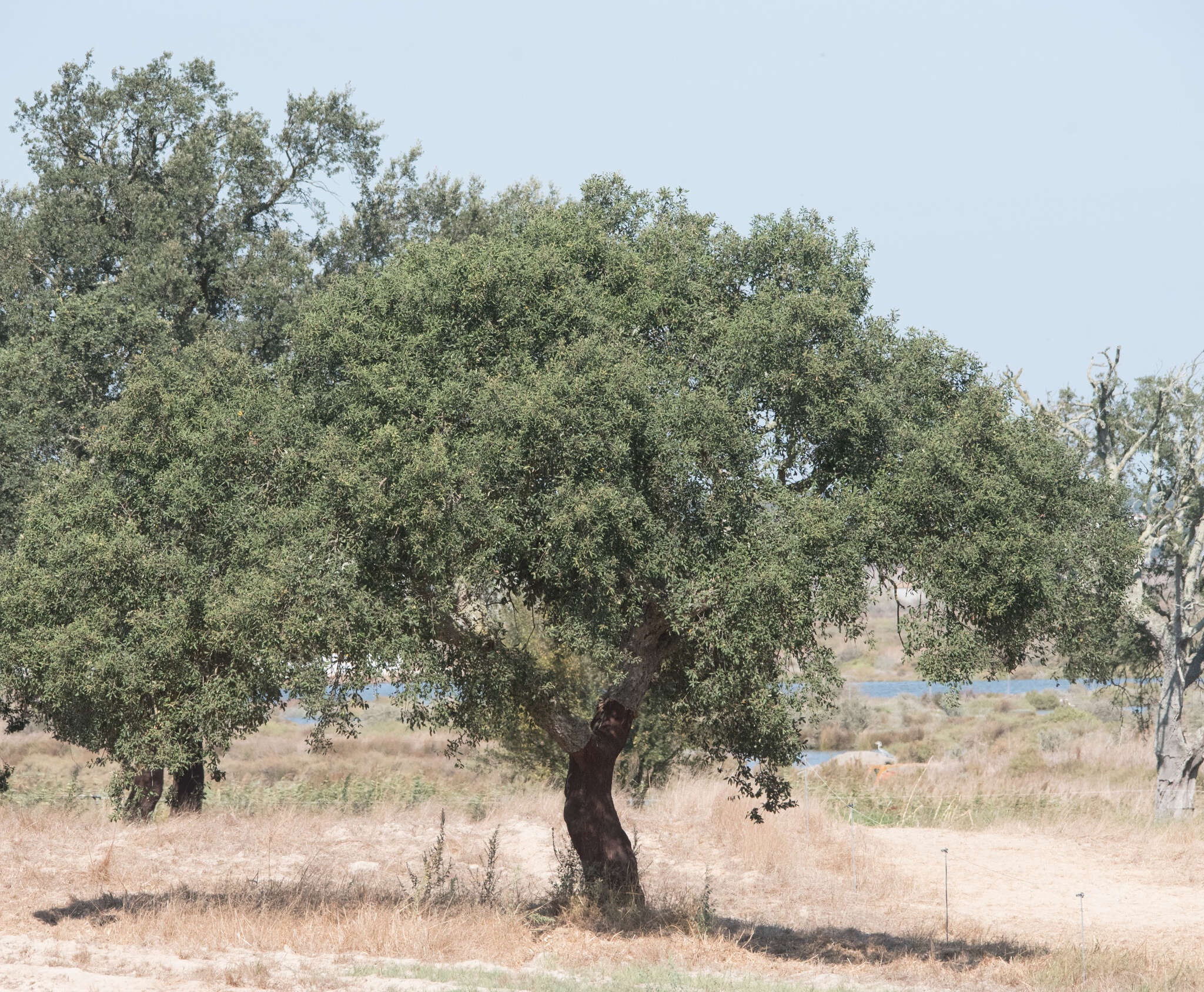 Image of Cork Oak