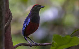 Image of Garnet Pitta