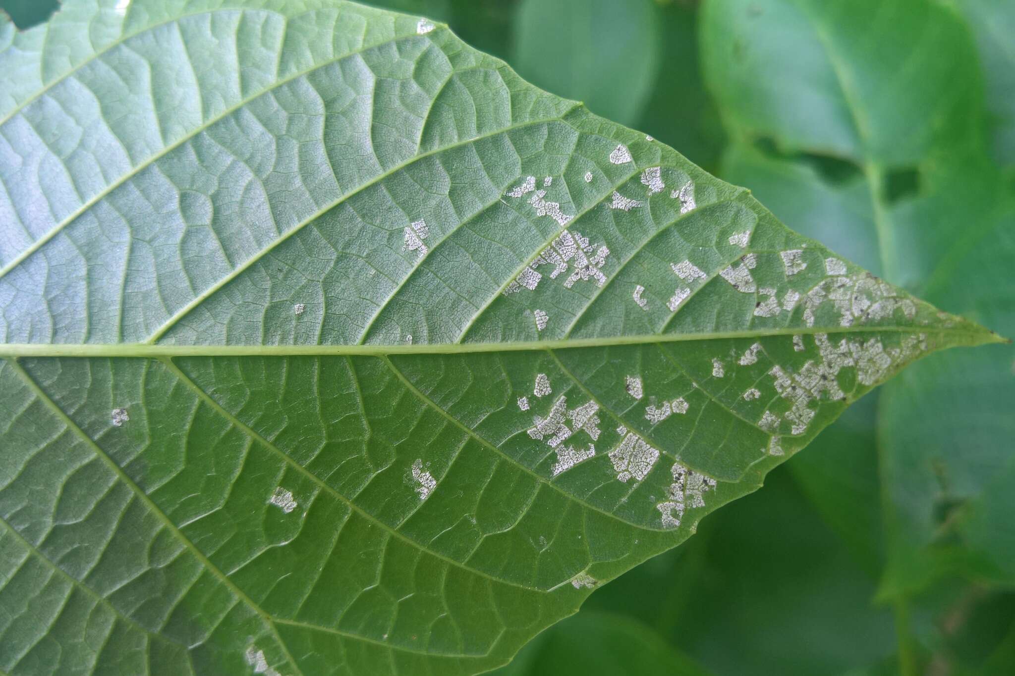 Image of Pseudomicrostroma juglandis (Bérenger) Kijporn. & Aime 2017