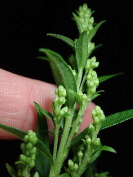 Imagem de Solidago altissima subsp. altissima