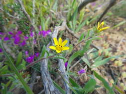 Imagem de Gorteria piloselloides (Cass.) Stångb. & Anderb.